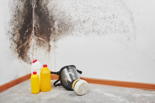 Best Post-Flood Mold Remediation in Burke Centre, VA