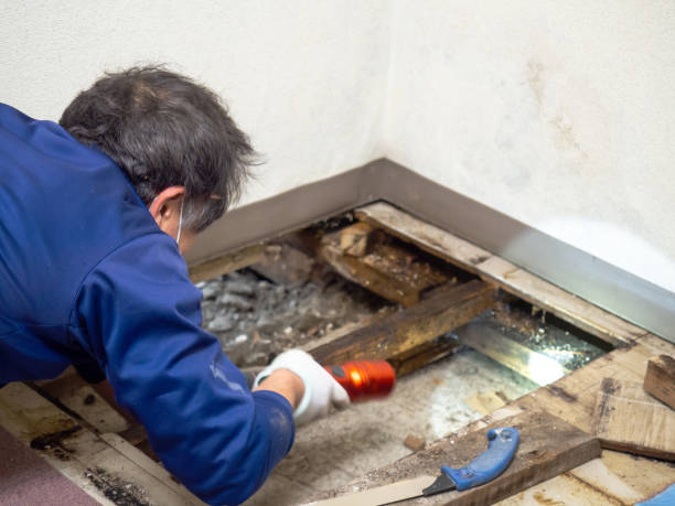 Best Residential Mold Remediation in Burke Centre, VA