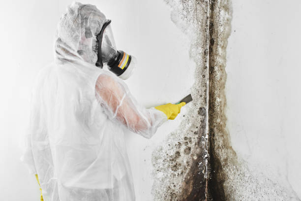 Best Insurance-Related Mold Remediation in Burke Centre, VA