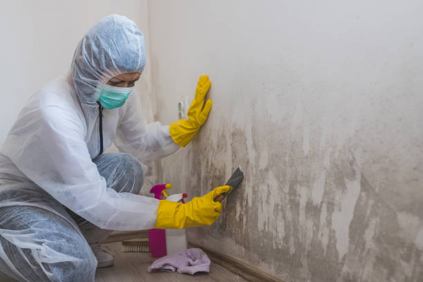 Best Commercial Mold Remediation in Burke Centre, VA