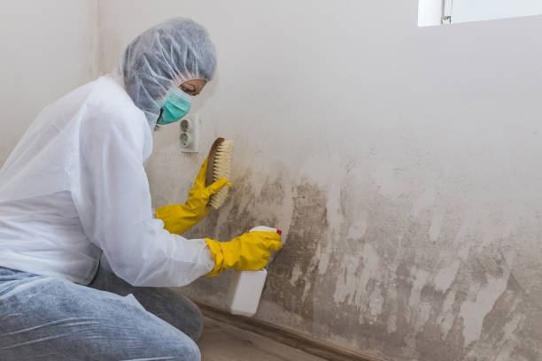 Best Mold Remediation for Specific Building Types in Burke Centre, VA