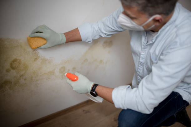Best Attic Mold Remediation in Burke Centre, VA