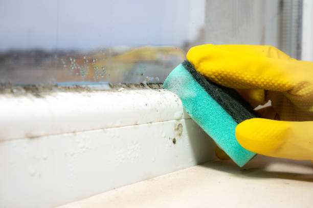 Best Localized Mold Remediation (e.g., coastal areas, humid climates) in Burke Centre, VA